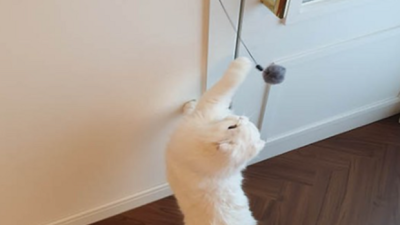 냥이 홀릭! 벽면 부착형 고양이 장난감 볼 후기 (할인 정보도 있어요!)